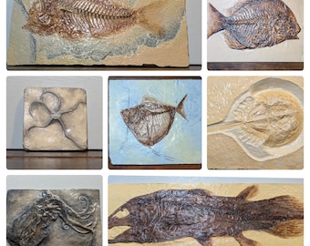 Sea Creature Fossil Replicas  | Coelacanth  |  Fish  | Horseshoe Crab  | Proteroctopus  |  Crinoid  | Lobster  | Brittle Star  | JellyFish