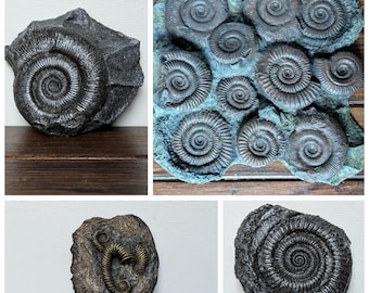 Ammonite Replicas | Diactylioceras | Toxoceratoides | Hildoceras |