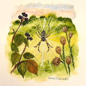 May include: A watercolour painting of a yellow and black garden spider centred in a white web. To the left are dark purple blackberries on a green vine, and to the right are brown, spiky thistle plants. The artist signature Rachel D. Edwards is visible.