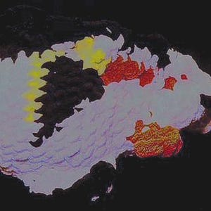 Ryba koi
