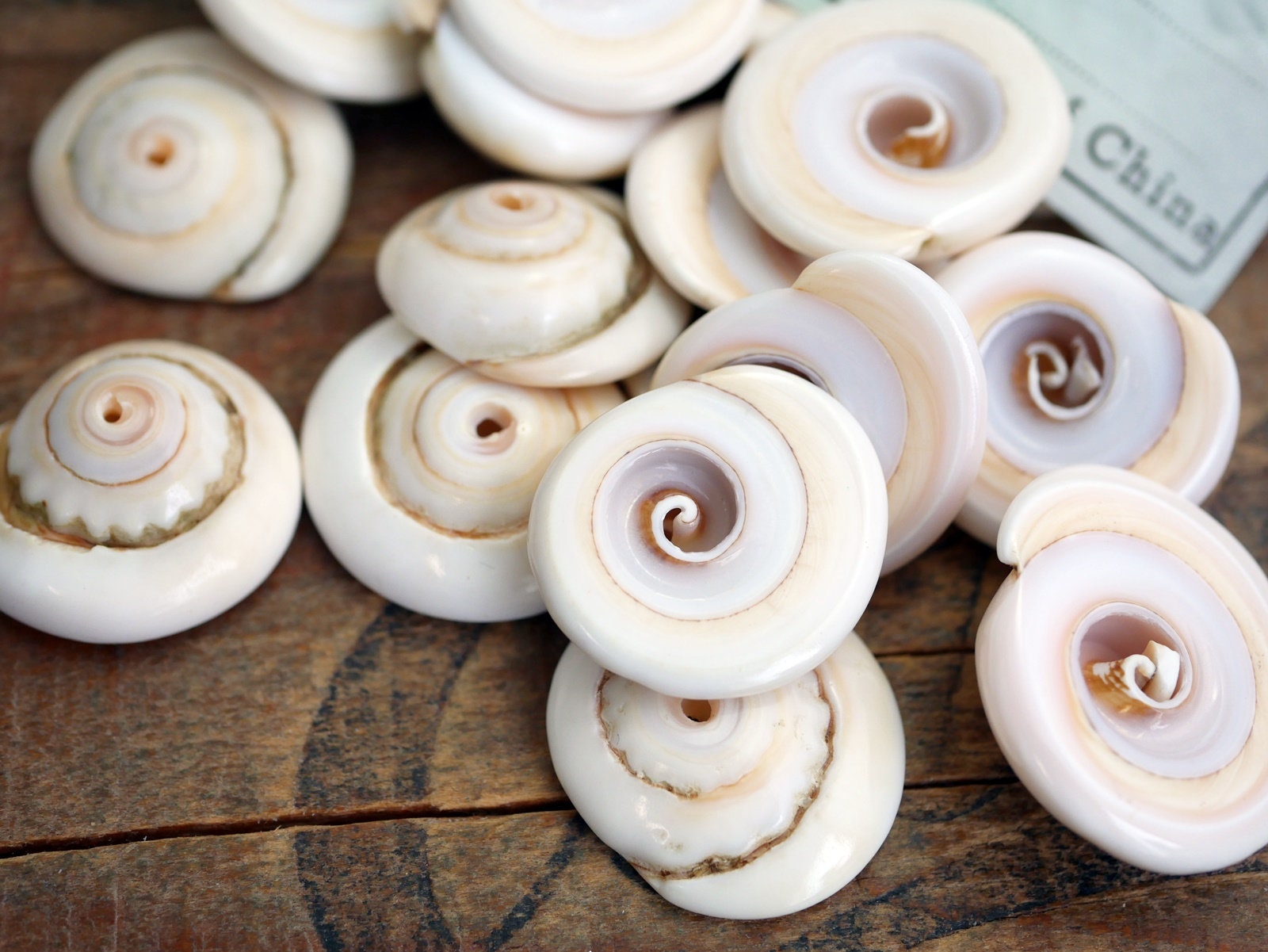 Spiral Shell Beads Pink White Cream Shell Beads Shell Slices With ...