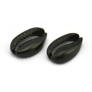 May include: Two black cowrie shells, a type of sea shell, are shown on a white background.