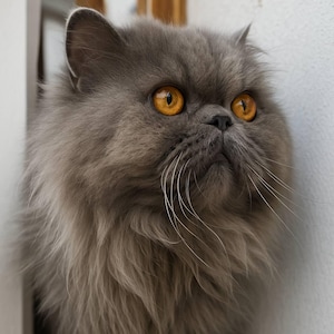 May include: A long-haired gray cat with a flat face and prominent, round, amber-colored eyes. The cat has a thick, fluffy coat of fur, a small black nose, and long white whiskers extending from its muzzle, looking toward the right side.