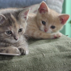 Sale - Stock Up and Save - 4 Cat Collars for 45 dollars, Any Cat Collar in the Shop