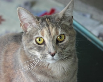 Promoción Compre 2 collares para gatos y obtenga 1 gratis