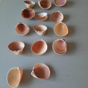 May include: A collection of 14 small, light brown seashells with a ribbed texture. The shells are arranged in rows on a light gray surface.