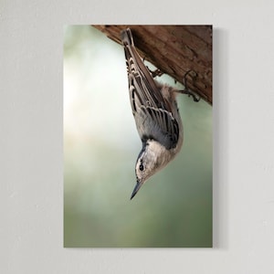 White-Breasted Nuthatch Bird Print: Fine Art Photography, Various Sizes