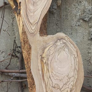 Olive Wood :Live edge.Long.49&#39;&#39;x9.8&#39;&#39;x1.3&#39;&#39;inches
