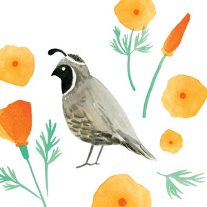 Quail and California Poppies Archival Giclée art print of an original watercolor painting by Misha Zadeh, state bird art, state flower art image 2