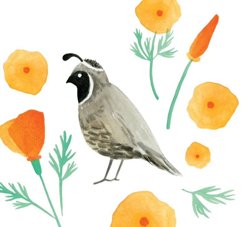 Quail and California Poppies Archival Giclée art print of an original watercolor painting by Misha Zadeh, state bird art, state flower art image 2