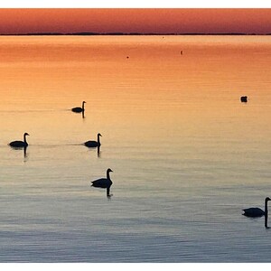 Postales Chesapeake Grace in the Glow of Dawn – 4" x 6" / paquete de 10 – Cita inspiradora – Ánimo, pensando en ti, simplemente porque sí y mucho más.