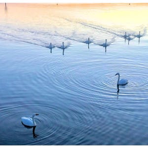 Cartoline Swan Grace in Motion – 4"x6" / 10 pz – Citazione edificante – Incoraggiamento, Pensando a te, Semplicemente perché, Mi manchi,