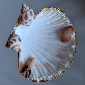 Scallop Shell Jewelry Holder with Golden Seashell Accents – Coastal Ring Dish, Ocean - Inspired Decor, Handmade from Croatia