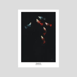 May include: A vertical art print titled Aquarium by Sarah Yeomans featuring six small fish with red, orange, and blue-grey scales swimming against a solid black background. The fish are arranged in a loose cluster in the upper right and left.