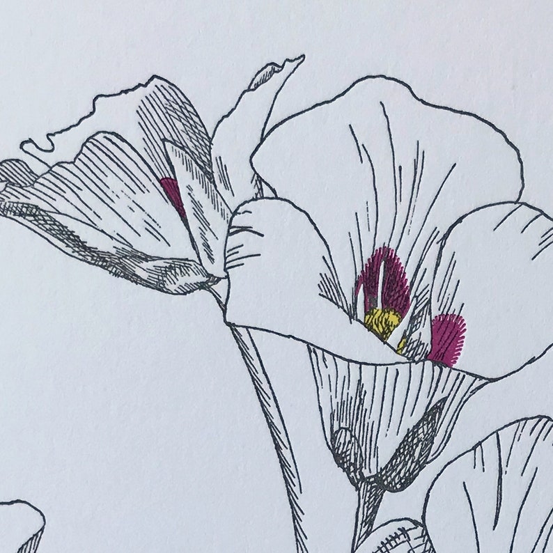 Sego Lily Congratulations and Blank Note Card Etsy