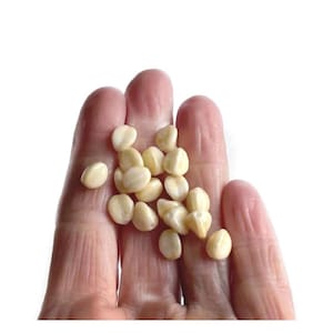 Vintage Czech Glass Cream Tan Picasso Pinched Triangle Beads 8x6mm (16)