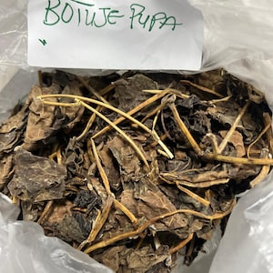 Ewe botuje pupa/ white jatropha carcus/ ewe iyalode funfun/ewe lapalapa funfun