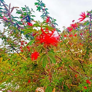 Pode incluir: Uma imagem vibrante de uma planta Calliandra, mostrando sua folhagem verde exuberante e flores vermelhas marcantes em forma de pincel. A planta está em plena floração, com múltiplas flores e folhas visíveis contra um céu nublado. A imagem captura a beleza natural da planta.