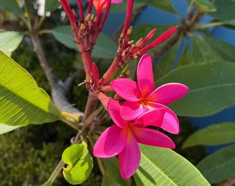 Plumeria- plantas vivas para plantar.