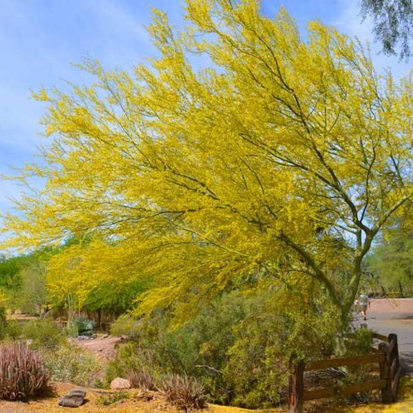 Blue palo Verde (Cercidium microphyllum) seeds