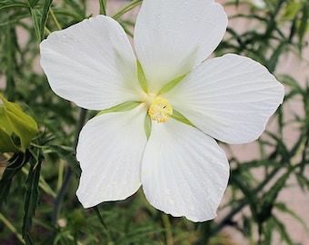 White Texas Star Hibiscus Live Plant – Large Blooms, Perennial, Zone 6 Hardy