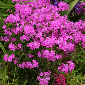 May include: A vibrant cluster of bright pink phlox flowers in full bloom. The flowers have small, five-petaled blooms and are surrounded by green foliage. Other purple flowers are visible in the background.