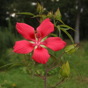 Texas Star Hibiscus (Scarlet Rosemallow) - Hibiscus coccineus-  2.5&quot; Pot