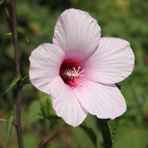 May include: Close-up of a light pink hibiscus flower with a deep pink center. The flower has five large, delicate petals with subtle veining. The center reveals the flower's reproductive parts. Green foliage and a dark stem are visible in the background.