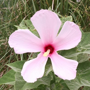 Hibiscus grandiflorus - Large-flowered Hibiscus, Swamp Rose Mallow - 2.5&quot; Pot