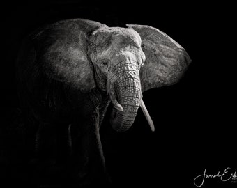 Elephant Portrait 1