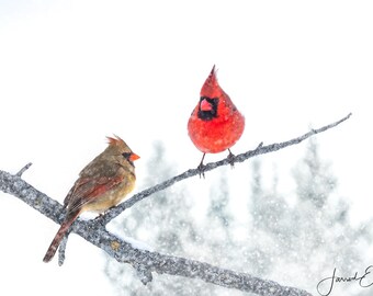 Cardinal Pair in Snow - Backyard Bird Photography