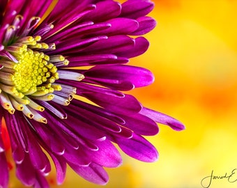 Chrysanthemum Closeup #1 - Macro Flower Photography