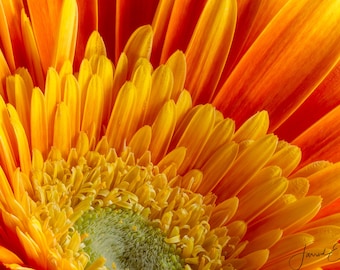 Yellow Gerbera Closeup #2 - Macro Flower Photography