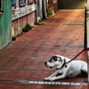 New Orleans Photography - Waiting on St. Philip - Travel Decor