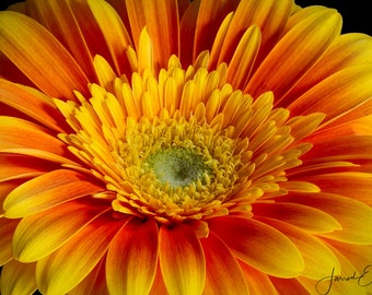 Yellow Gerbera Closeup #1 - Macro Flower Photography