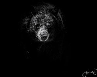 Black and White Bear Portrait - Animal Fine Art Photography