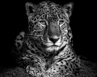 Jaguar - Black and White Animal Portrait