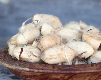 Capullos de seda tussah cruda: fibra natural sin teñir para hilar, teñir y fieltrar - 12 capullos