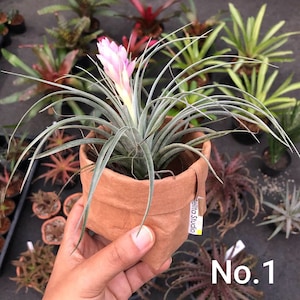 Puede incluir: Una planta de aire con flores rosas en una maceta de papel marr&oacute;n. La maceta tiene una etiqueta que dice "Zelita Studio". La planta est&aacute; siendo sostenida por una mano. El texto "No. 1" es visible en la esquina inferior derecha de la imagen.