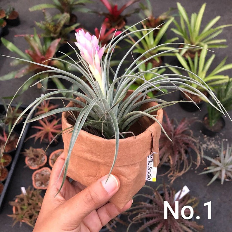 Puede incluir: Una planta de aire con flores rosas en una maceta de papel marr&oacute;n. La maceta tiene una etiqueta que dice "Zelita Studio". La planta est&aacute; siendo sostenida por una mano. El texto "No. 1" es visible en la esquina inferior derecha de la imagen.