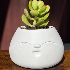 May include: A white ceramic planter with a smiling face design, holding a small green succulent plant.