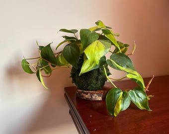 Kokedama Ball