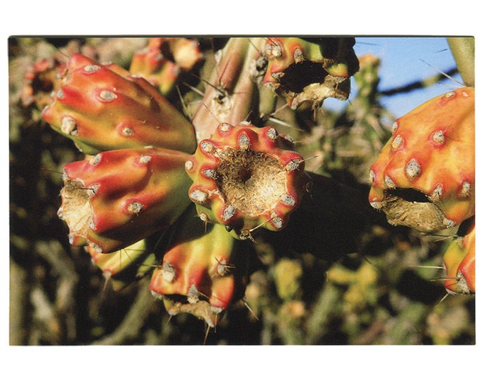 Desert Cholla Buds - Postcard