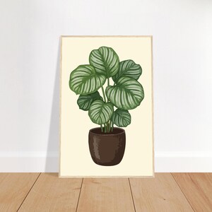 Peut inclure: Une impression d'art murale encadrée représentant une plante Calathea orbifolia en pot avec de grandes feuilles vertes arrondies et rayées. La plante est placée dans un pot marron foncé sur un fond crème uni, dans un cadre en bois clair.