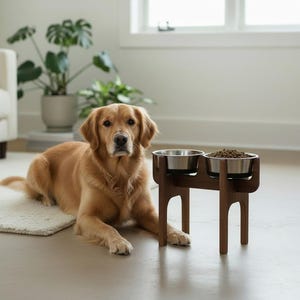Puede incluir: Un perro golden retriever está acostado cerca de un soporte de madera para cuencos para perros. El soporte tiene dos cuencos de acero inoxidable, uno vacío y otro lleno de comida para perros. El soporte es de color marrón oscuro.