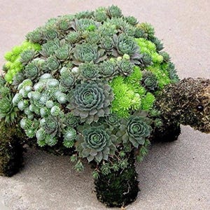 Può includere: Un arrangiamento di piante succulente verdi a forma di tartaruga. La tartaruga è fatta di muschio marrone e verde e ha un viso dettagliato.