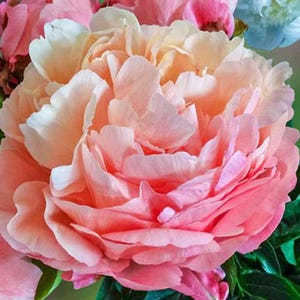 Peut inclure: Gros plan d'une pivoine rose et blanche avec des pétales doux et délicats.