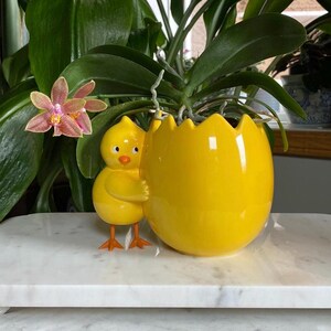 May include: A yellow ceramic planter shaped like a cracked egg with a yellow chick figurine peeking out. The planter is filled with a green plant with white roots.