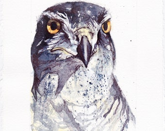 Northern Goshawk - Original Watercolor