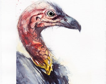 Australian Brush Turkey - Original Watercolor